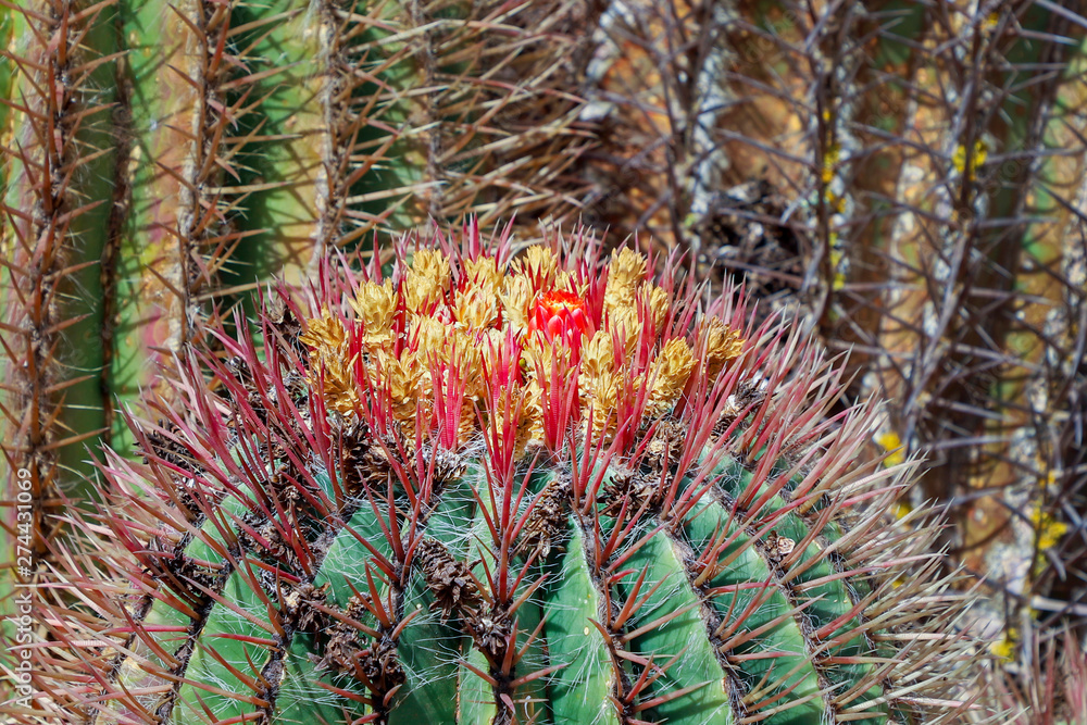 Fototapeta premium Blooming prickly cactus in the desert