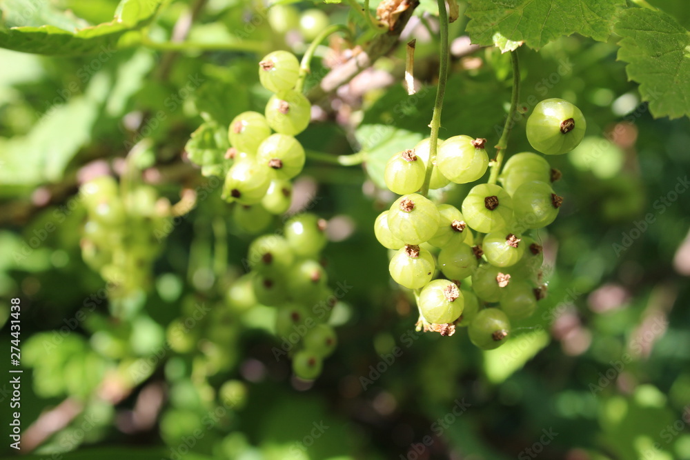 green currant on a branch of a Bush in the summer