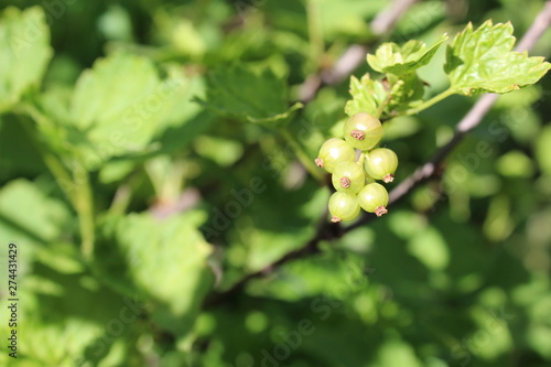 green currant on a branch of a Bush in the summer