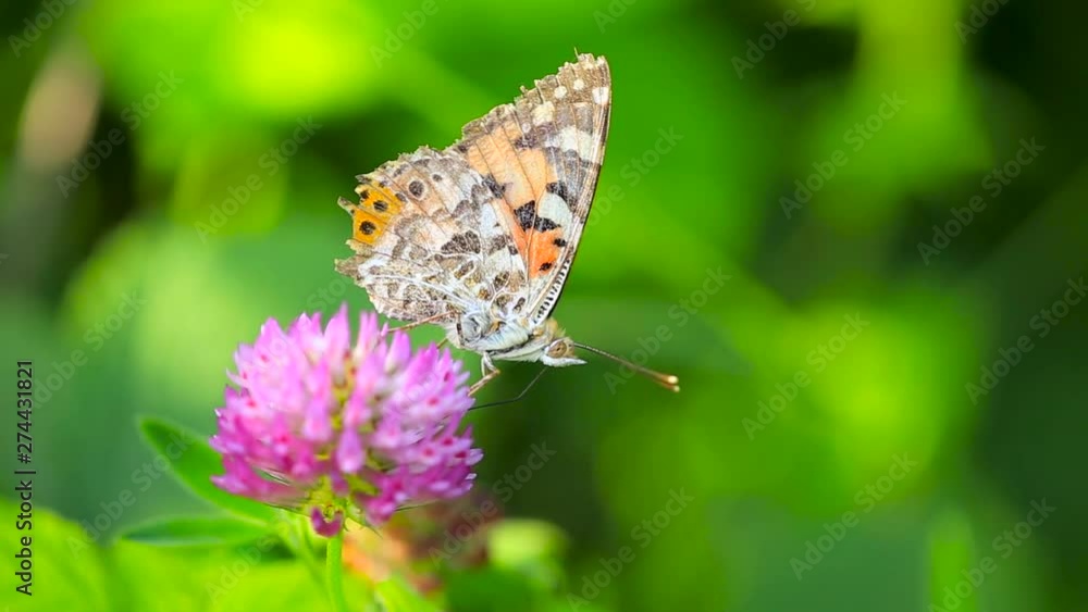 Painted lady butterfly drinks flower nectar, Macro Underside Wing View Painted lady butterfly drinks flower nectar, Macro Underside Wing View