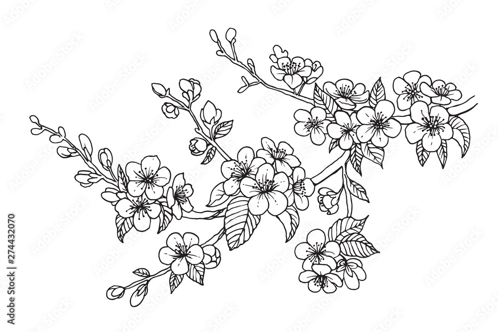 Naklejka premium Blooming cherry branch, vector illustration. Sakura isolated line sketch on white background.