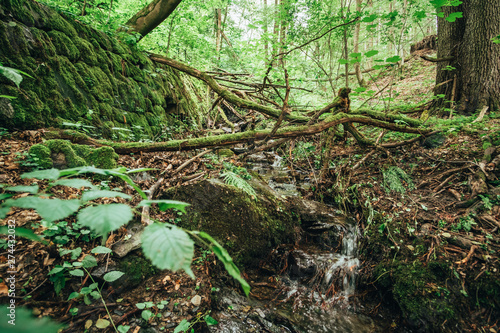 Small river in the forest with fallen trees and green leaves.