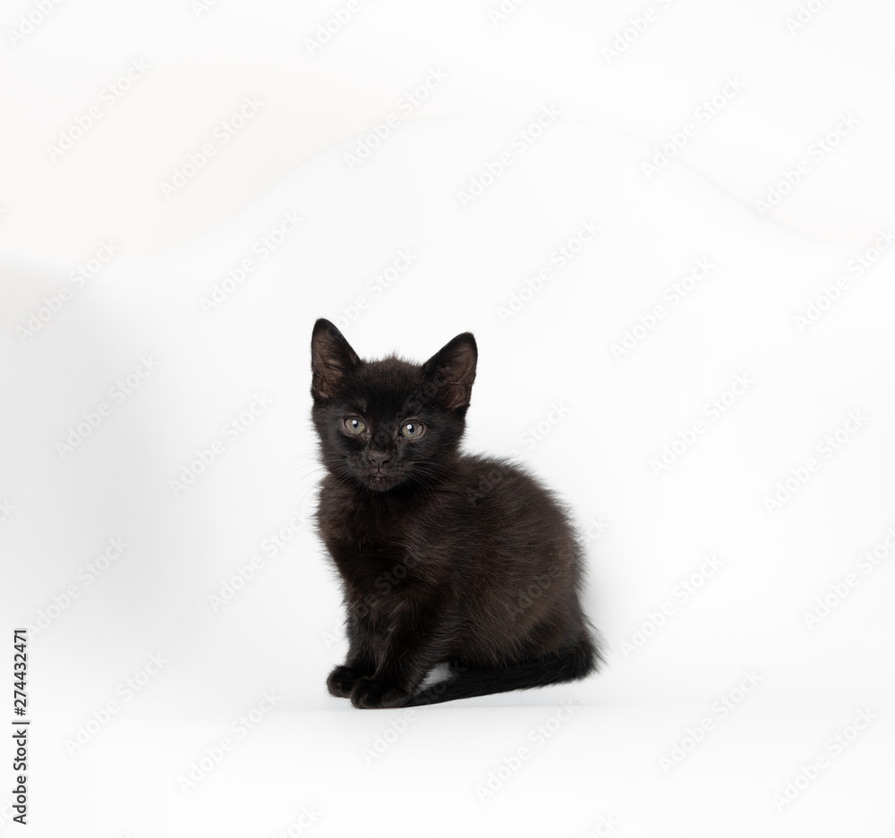 Fototapeta premium Tiny Black Kitten on White Chair