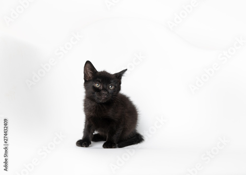 Tiny Black Kitten on White Chair © Anna Hoychuk
