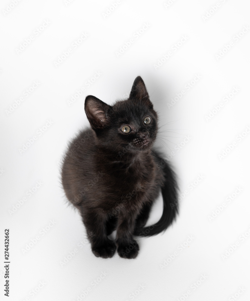 Tiny Black Kitten on White Chair Tiny Black Kitten on White Chair