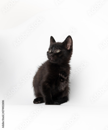 Tiny Black Kitten on White Chair