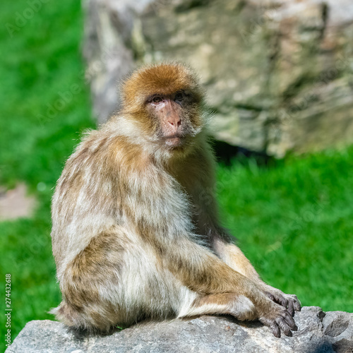 Barbary macaque  Macaca sylvanus  portrait of a monkey