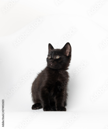 Tiny Black Kitten on White Chair