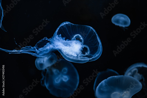 Jellyfish1