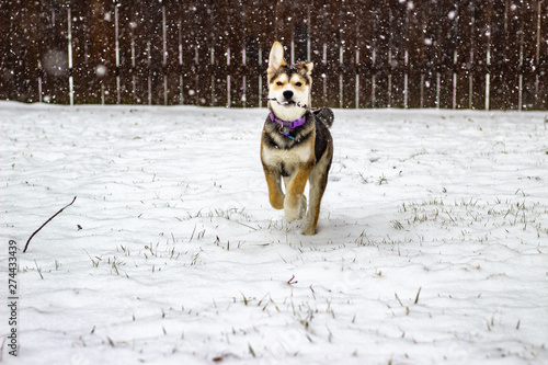 Husky Puppy
