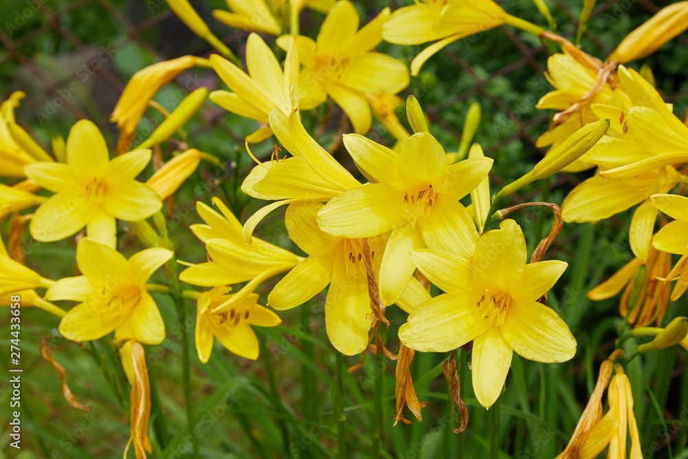 Plenty of branches of flower Hemerocallis lilioasphodelus (also called Lemon Lily, Yellow Daylily, Hemerocallis flava). Hemerocallis flava Known also as Lemon day-lily, Lemon Lily and Custard Lil Plenty of branches of flower Hemerocallis lilioasphodelus (also called Lemon Lily, Yellow Daylily, Hemerocallis flava). Hemerocallis flava Known also as Lemon day-lily, Lemon Lily and Custard Lil