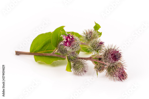 Tableau sur toile flowering burdock branch isolated on white background