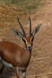 Gazelle dorcas at the zoo