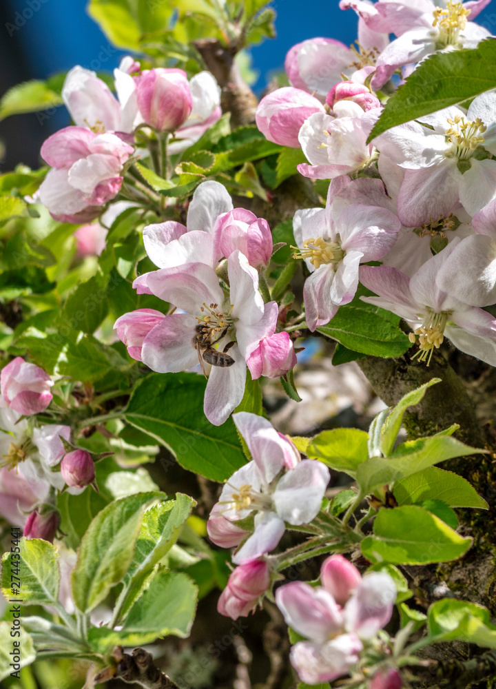 Obraz premium Blossoming Apple Tree in Spring