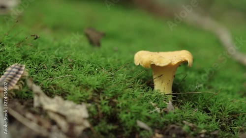 Close up of a brown, striped millipede crawling on top of a golden chanterelle in a bed of moss and into the foreground to the left. photo