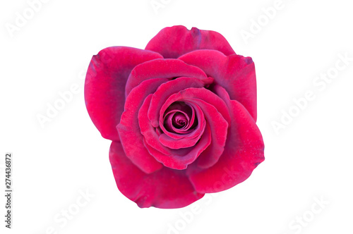 One beautiful whole blossom head of velvety red rose with lot of leaves isolated on white background