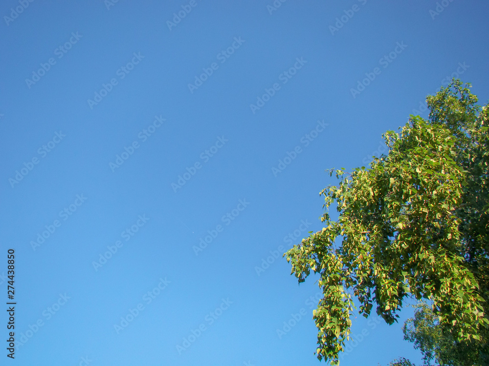 Tree - green branches and birch leaves. The background is a clear blue sky. Tree - green branches and birch leaves. The background is a clear blue sky.