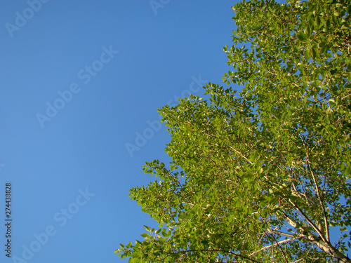 Tree - green branches and birch leaves. The background is a clear blue sky.