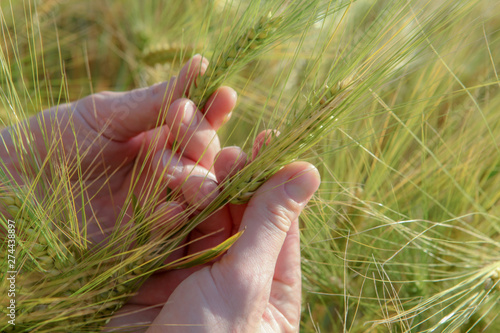 spikelets of wheat in hand, on a clear field