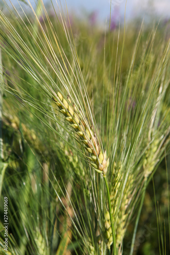 spikelet of wheat close up in a green field