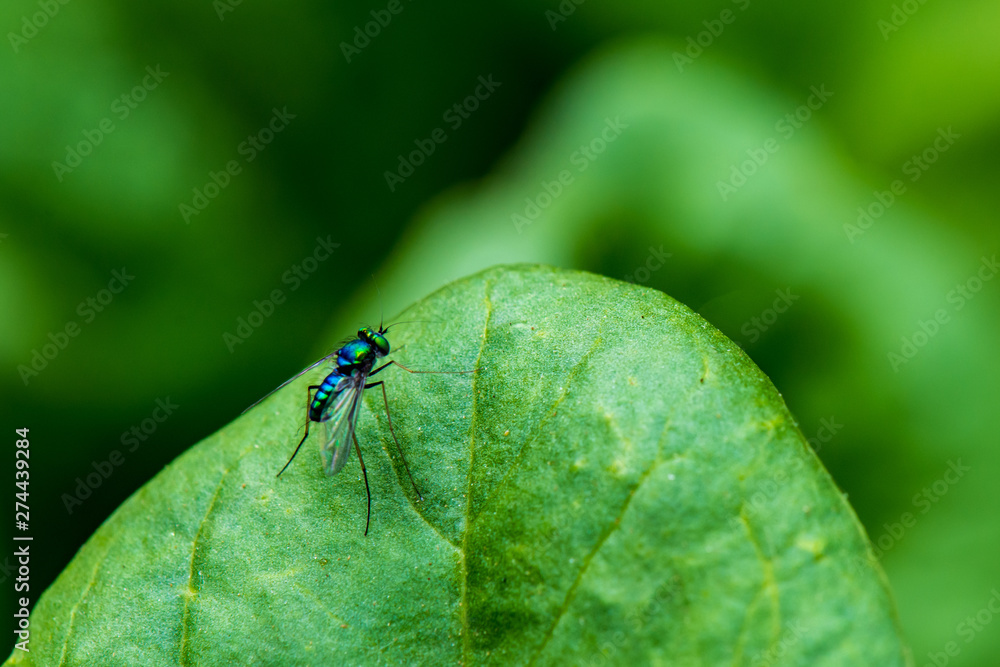 Metallic Blue Long-Legged Fly on a Spinach Leaf Metallic Blue Long-Legged Fly on a Spinach Leaf