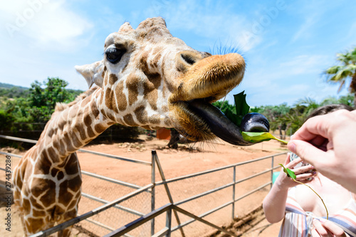 Photography closeup giraffe eating leaves from hands