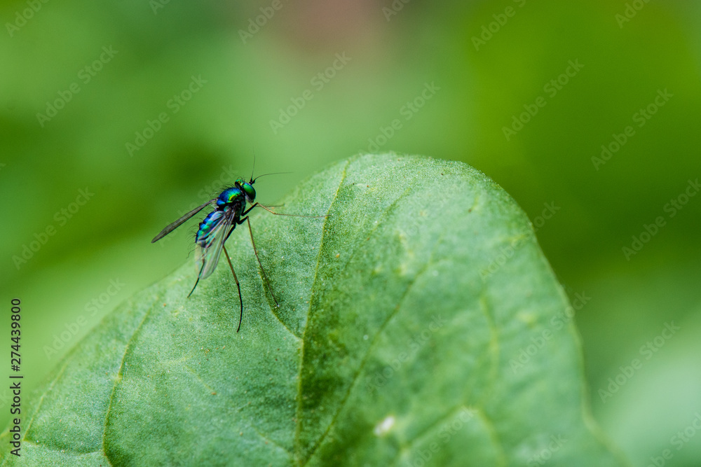 Metallic Blue Long-Legged Fly on a Spinach Leaf Metallic Blue Long-Legged Fly on a Spinach Leaf