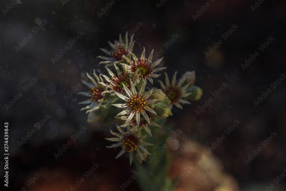 Noise, grain, out of focus, film effect, stone rose flower, succulent, close-up on a dark background with flying dust motes, water droplets and bokeh effect Noise, grain, out of focus, film effect, stone rose flower, succulent, close-up on a dark background with flying dust motes, water droplets and bokeh effect