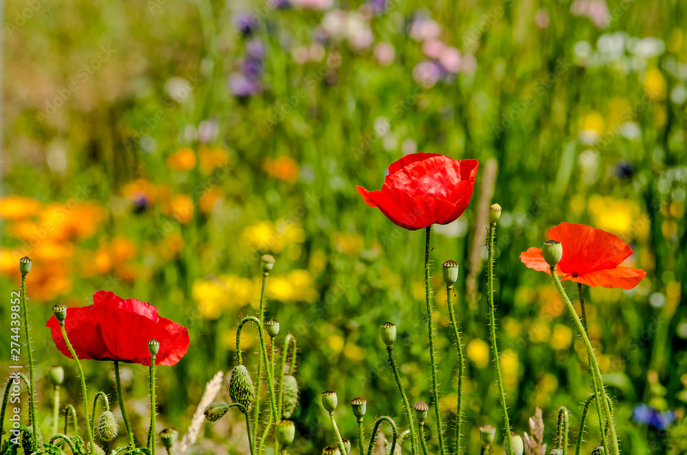 Obraz premium Three red poppy flower in a green field with various other wildflowers in different colors