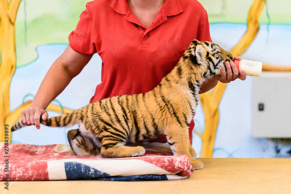 woman nurses a baby tiger with bottle milk, artificial feeding of animals  Stock Photo | Adobe Stock