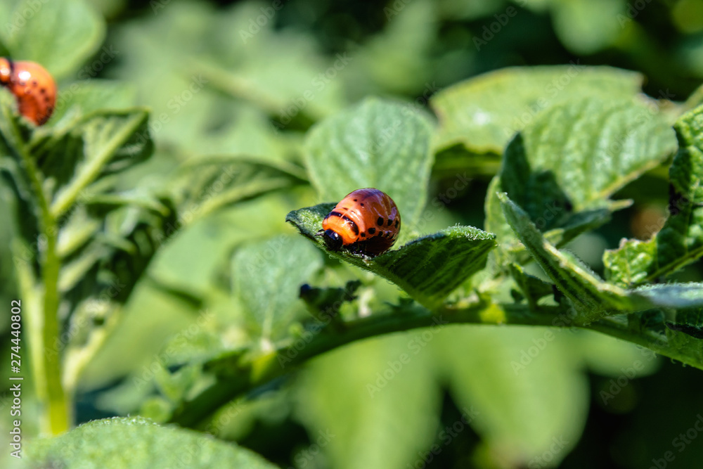 Colorado potato beetle larvae on potato leaves. Pests of agricultural plants. Colorado potato beetle eats potato leaves. Colorado potato beetle larvae on potato leaves. Pests of agricultural plants. Colorado potato beetle eats potato leaves.