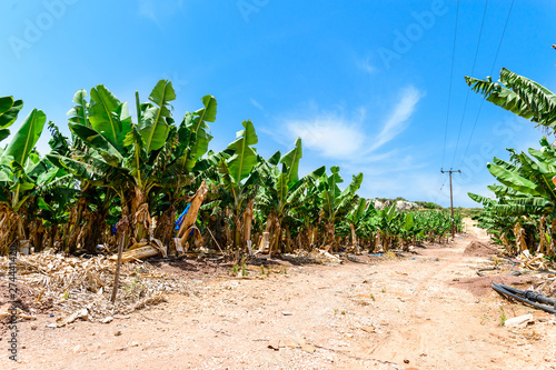 road in a banana plantation Banana Farm