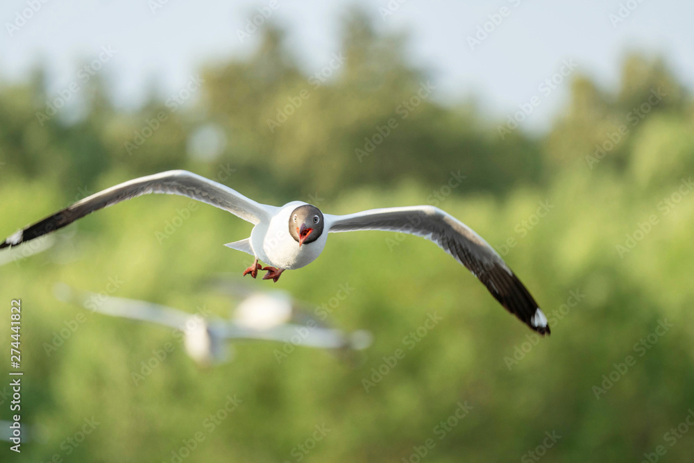 Seagull bird flying on nature background. Close up view of bird seagull flying in sky at Bangboo Samut Prakan Thailand. Seagull bird flying on nature background. Close up view of bird seagull flying in sky at Bangboo Samut Prakan Thailand.