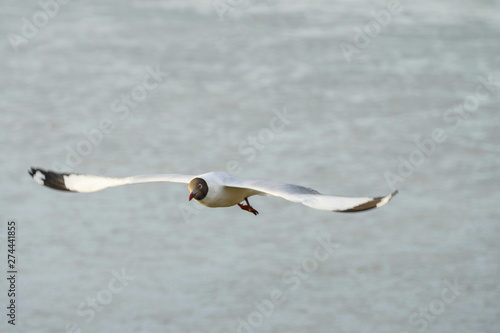 Seagull bird flying on nature background. Close up view of bird seagull flying in sky at Bangboo Samut Prakan Thailand.