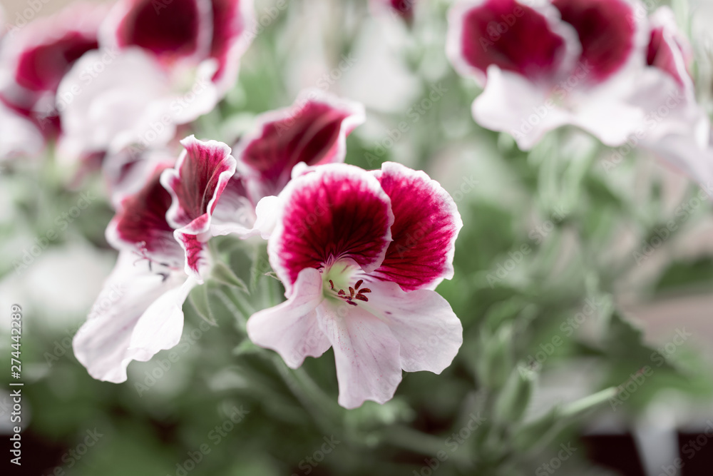 Fototapeta premium Eine wunderschöne Edelgeranie