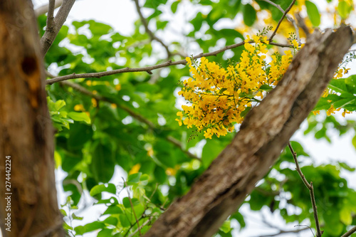 Pterocarpus macrocarpus yellow flower with the bees find food on nature background. Pterocarpus indicus Willd on green leaves blurred background. Burma padauk blooming on tree. photo