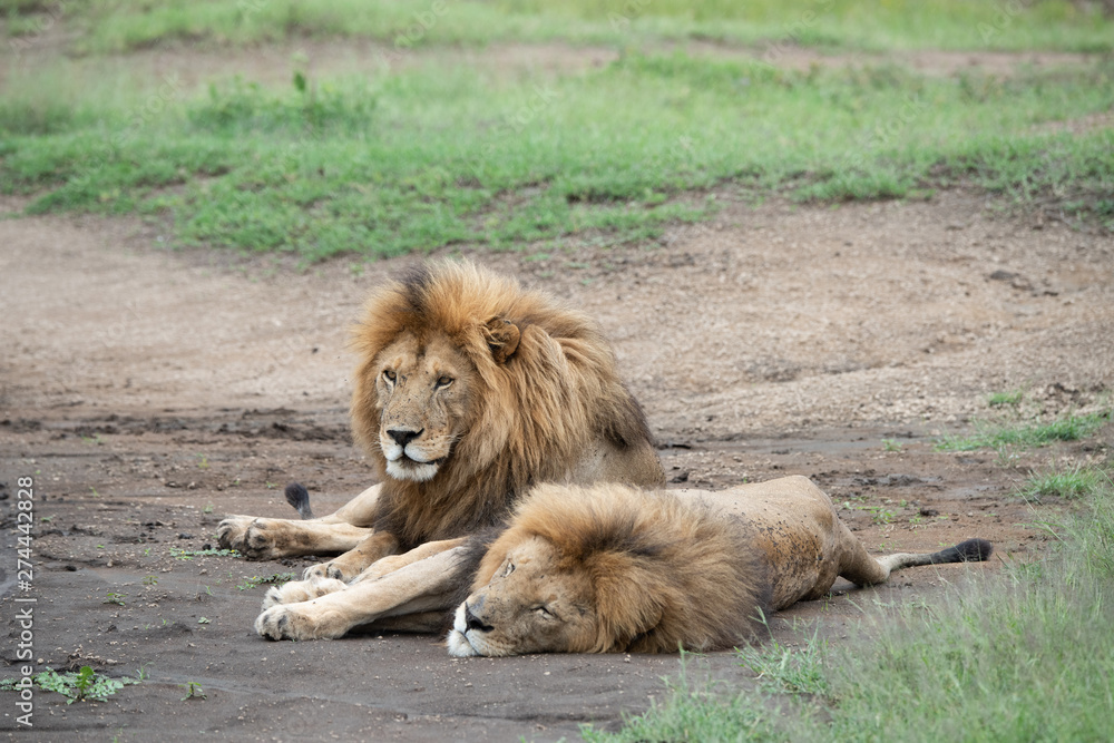 Naklejka premium Panthera leo Big lion lying on savannah grass. Landscape with characteristic trees on the plain and hills in the background