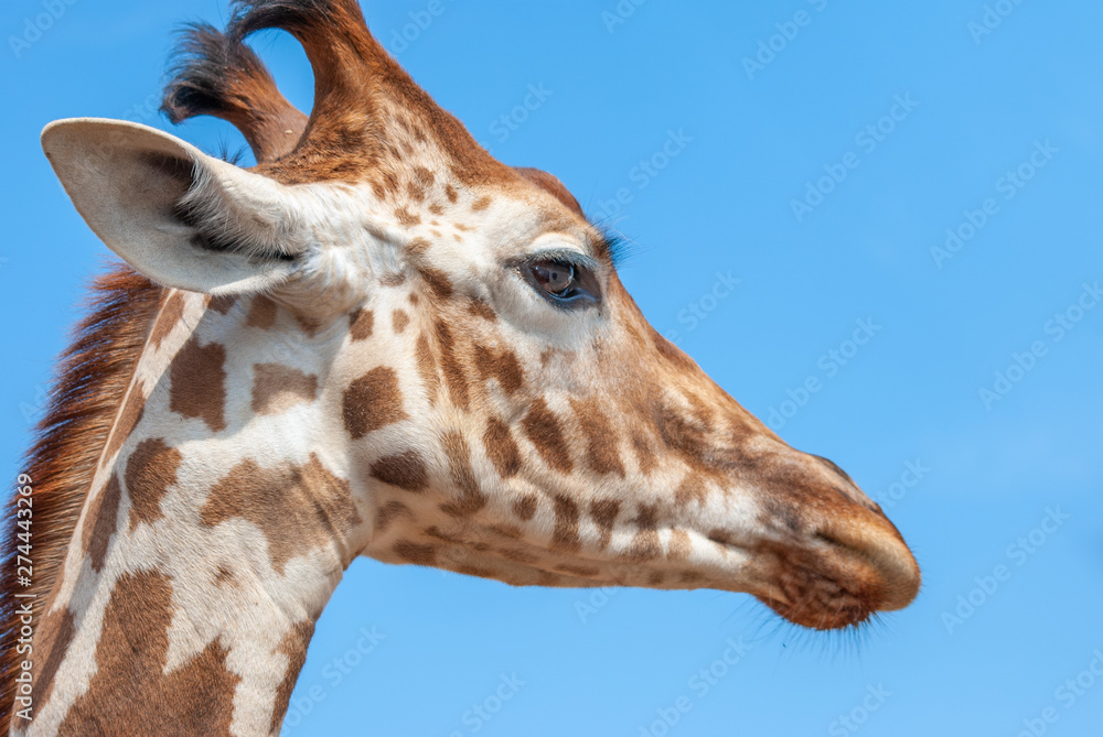 Detail of the head of a young giraffe silhouetted against a blue sky