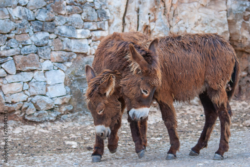 Portrait of two brown donkeys during courtship