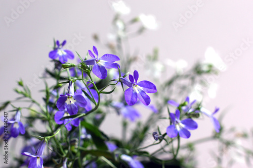 Blue and white Lobelia Erinus in a pot on the balcony