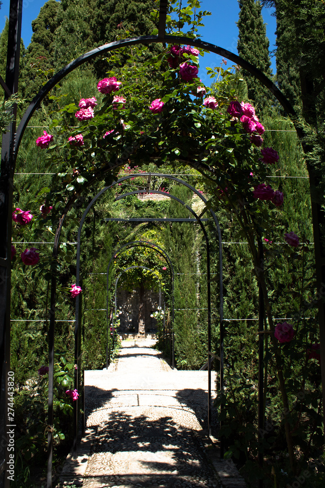 Obraz premium Alley of roses in the gardens of Generalife - architectural and park ensemble on the hilly terrace of the Alhambra, Granada, Andalusia, Spain