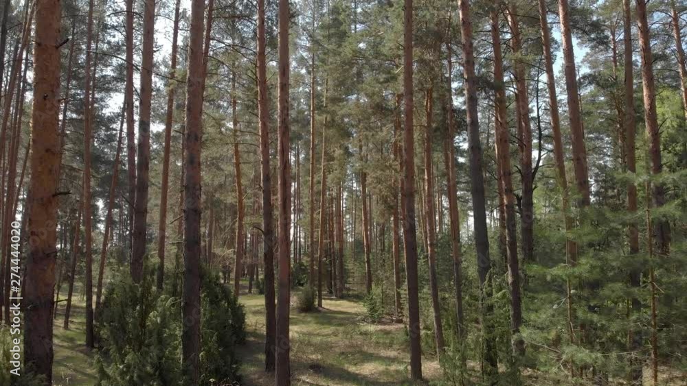 Fly Near The Trunks Of The Pines In The Forest Fly Near The Trunks Of The Pines In The Forest