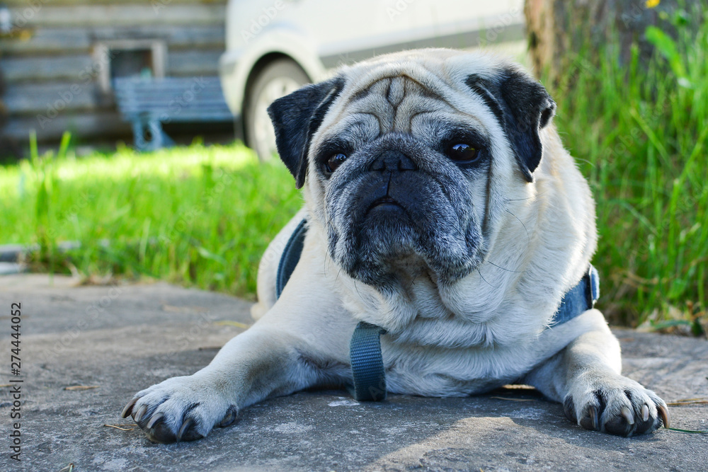 Pug dog lying on a road. On a clear summer day.