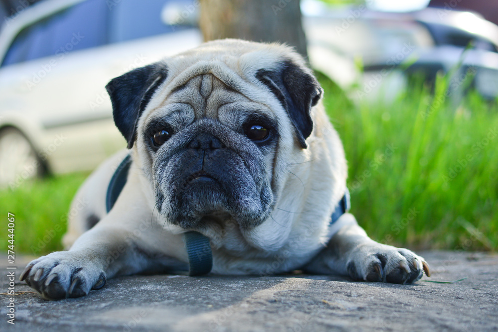 Pug dog lying on a road. On a clear summer day.