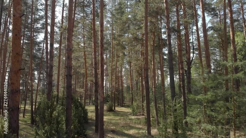 Wallpaper Mural Fly Near The Trunks Of The Pines In The Forest Torontodigital.ca