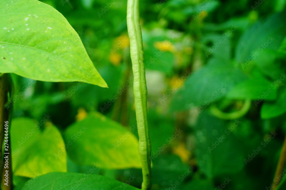 Long beans are growing Long beans are growing