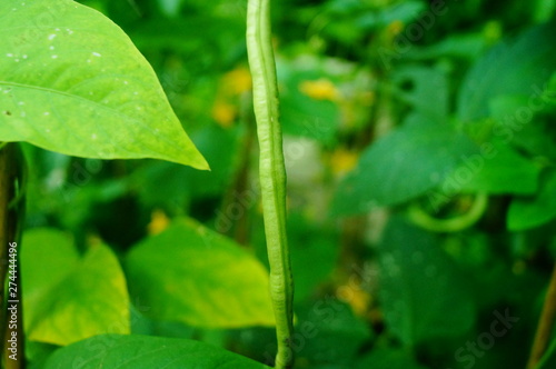 Long beans are growing
