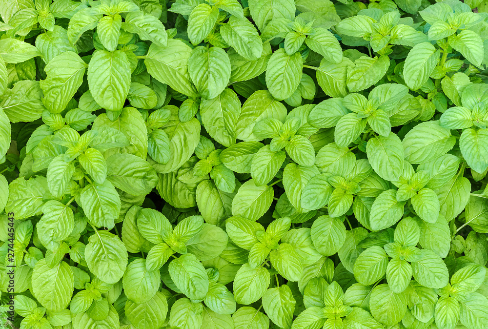 Front view of cultivation of organic mint Front view of cultivation of organic mint
