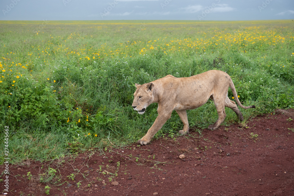 Panthera leo Big lion lying on savannah grass. Landscape with characteristic trees on the plain and hills in the background Panthera leo Big lion lying on savannah grass. Landscape with characteristic trees on the plain and hills in the background