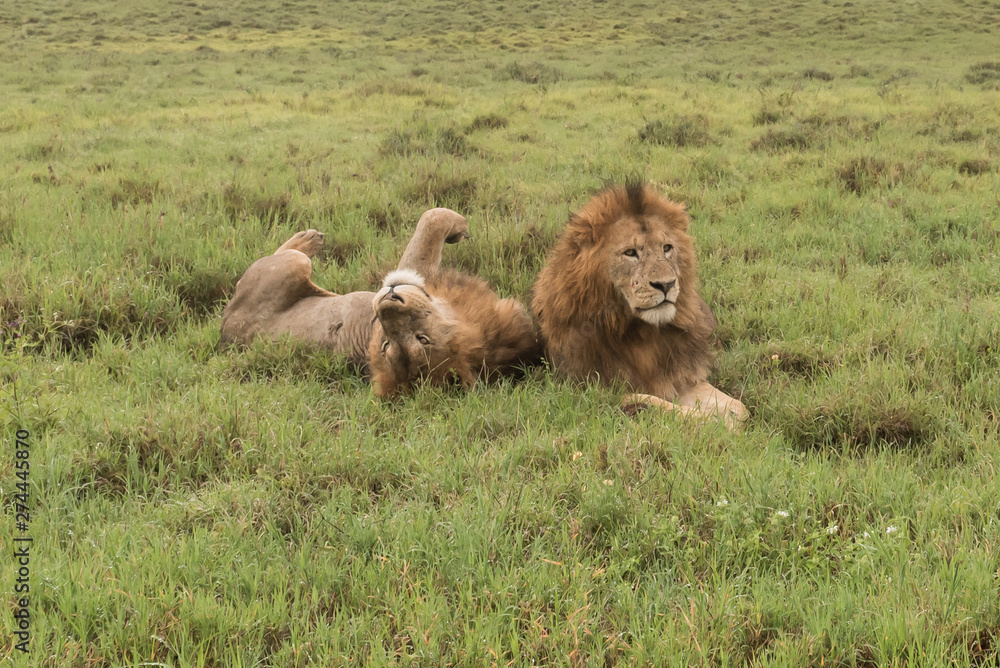 Panthera leo Big lion lying on savannah grass. Landscape with characteristic trees on the plain and hills in the background Panthera leo Big lion lying on savannah grass. Landscape with characteristic trees on the plain and hills in the background